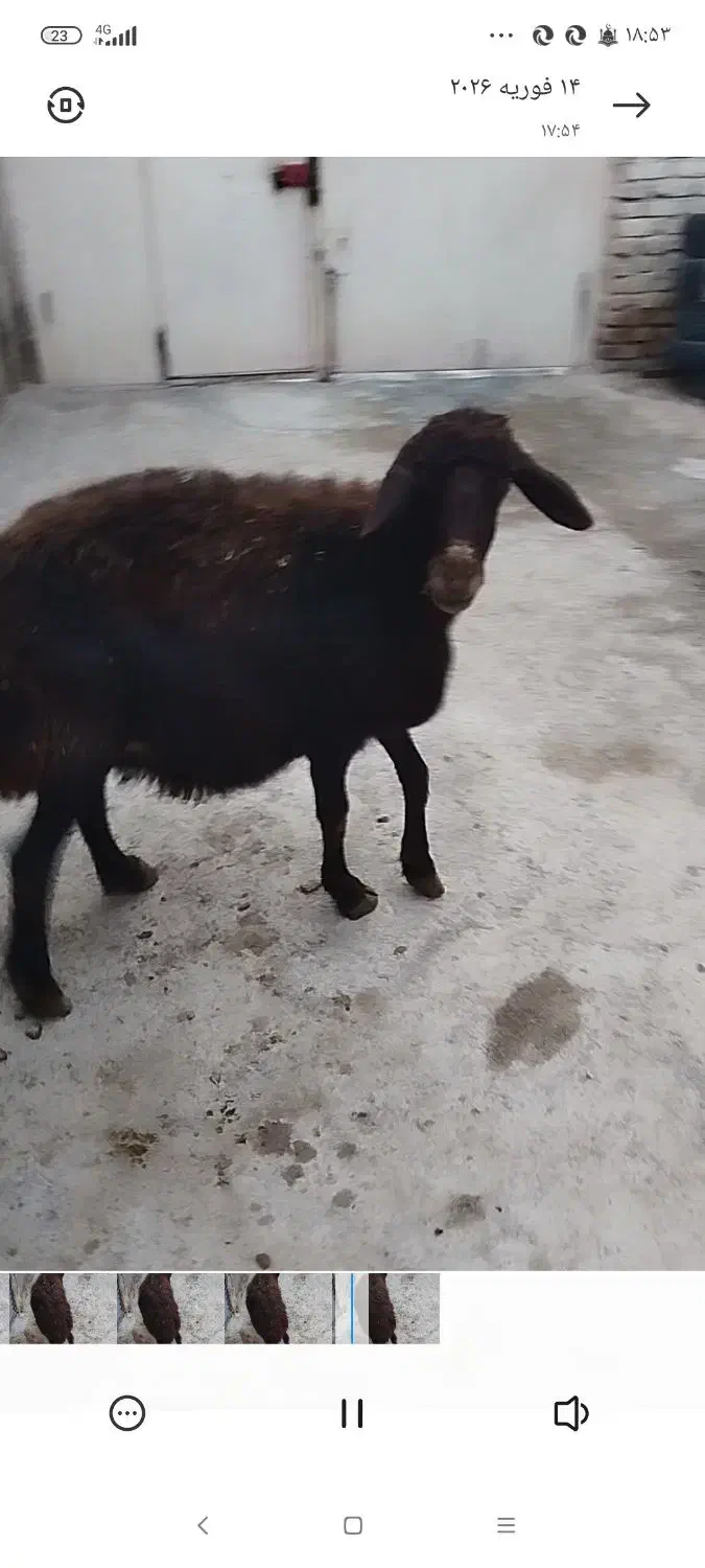 میش قزل|حیوانات مزرعه|سلطانیه, |دیوار