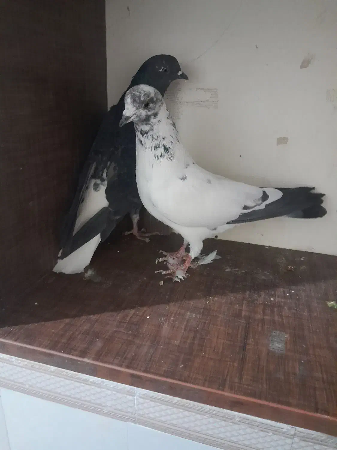 کفتر خوب|پرنده|مشکین‌دشت, |دیوار