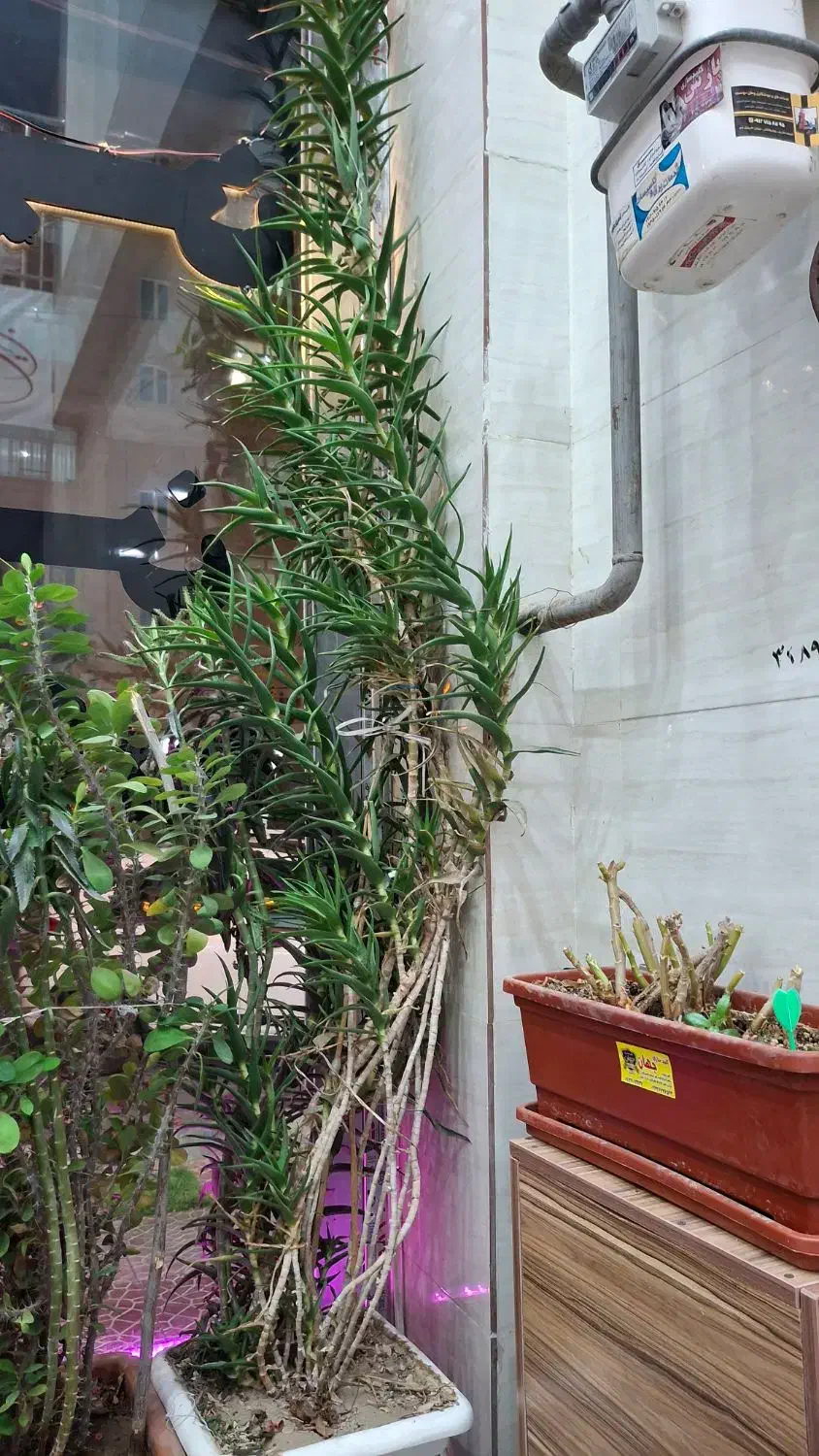 گل طبیعی|گل و گیاه طبیعی|اندیشه, شهرک مریم|دیوار