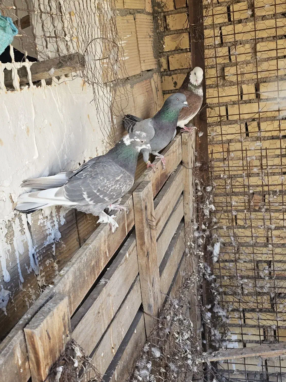 کفتر پرشی|پرنده|یزد, |دیوار