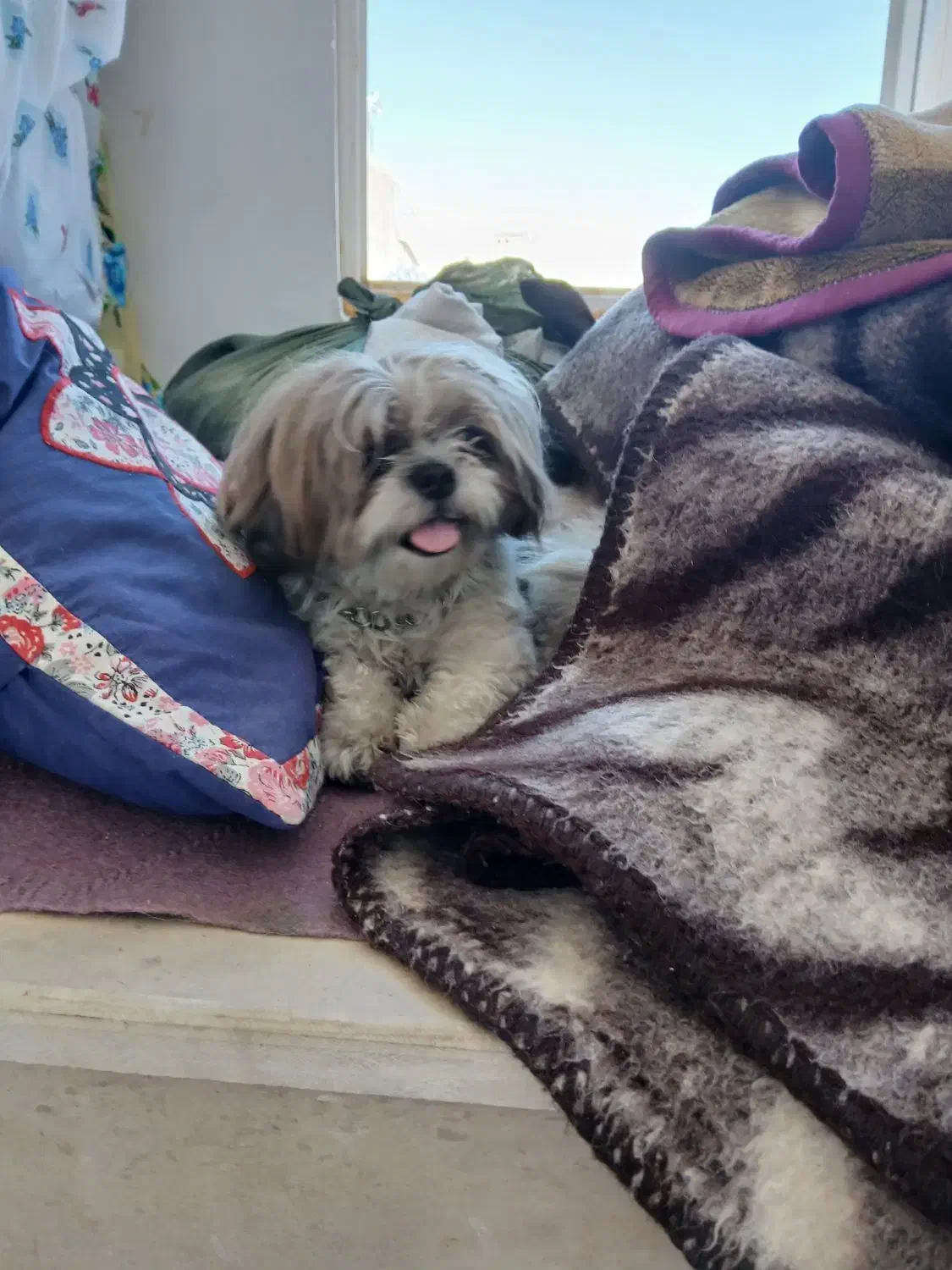 سگ پاکوتا نژاد شیتزو|سگ|تبریز, |دیوار