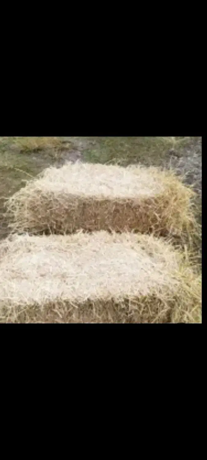 سرچین|لوازم جانبی حیوانات|خشکبیجار, |دیوار