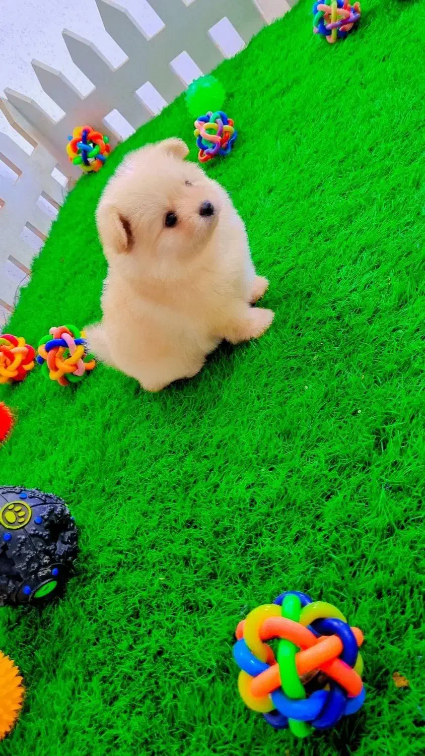 پامران تربیت شده عدد بالا|سگ|خاش, |دیوار