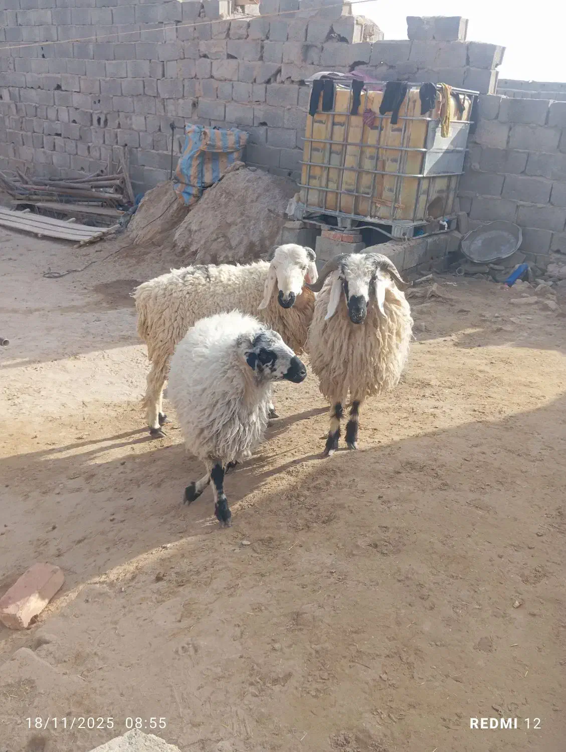 بره نر و ماده|حیوانات مزرعه|زاهدان, |دیوار