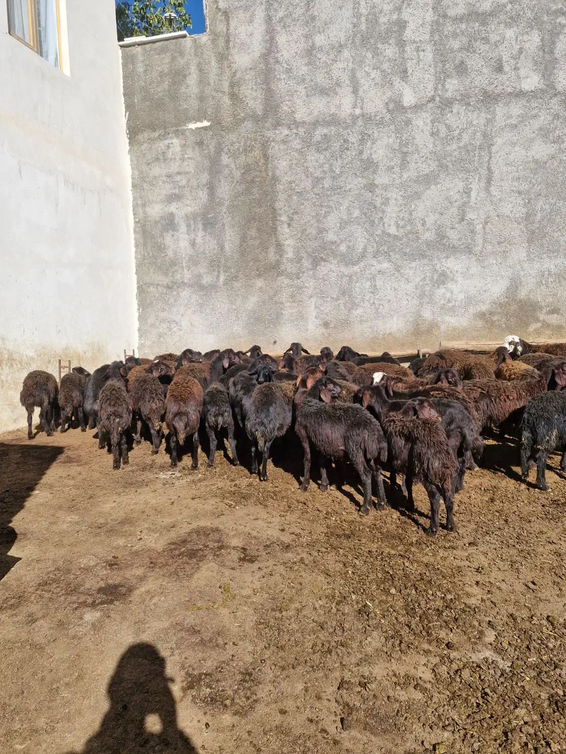 گوسفند(بره نر و ماده قزل افشار)|حیوانات مزرعه|سربند, |دیوار