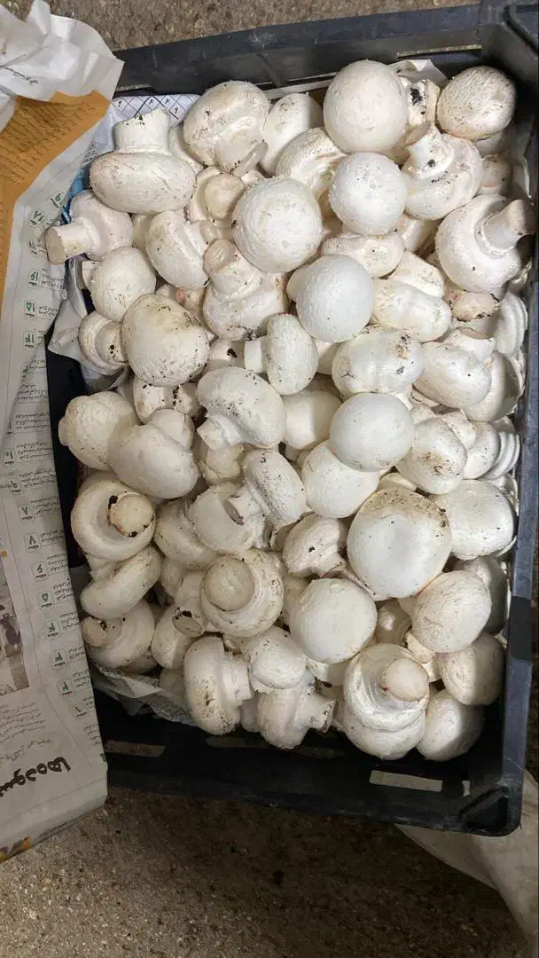 فروش قارچ دجه ۱|خوردنی و آشامیدنی|اهواز, شهرک دانشگاه|دیوار