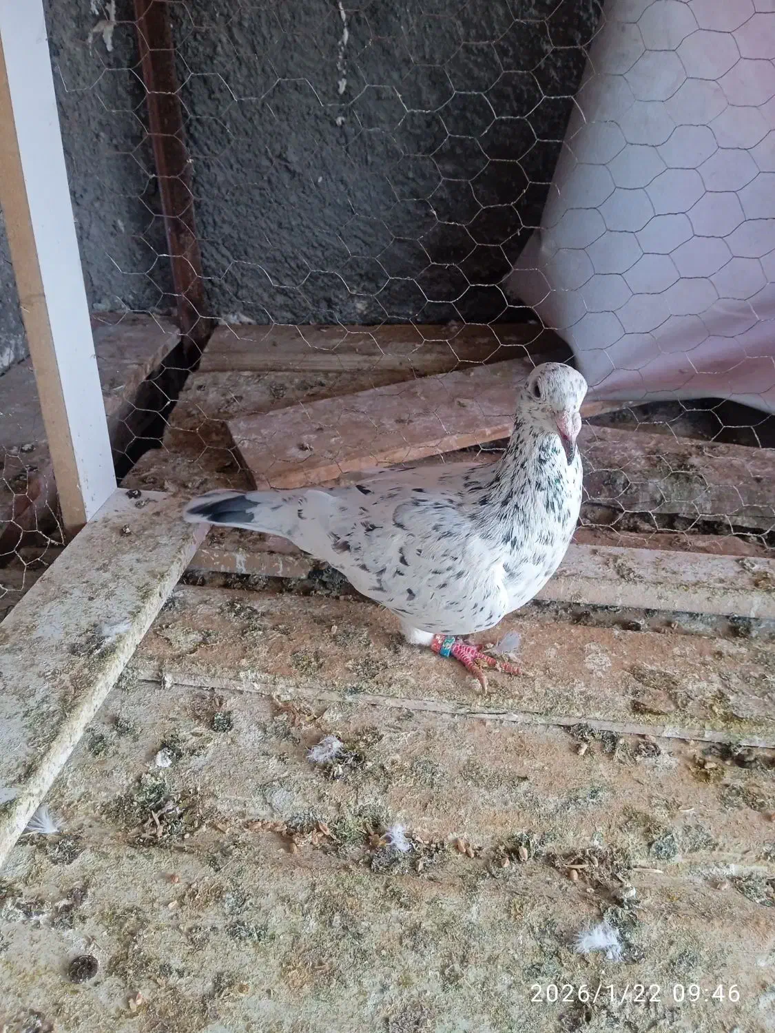 کفتر|پرنده|تربت جام, شاهد|دیوار