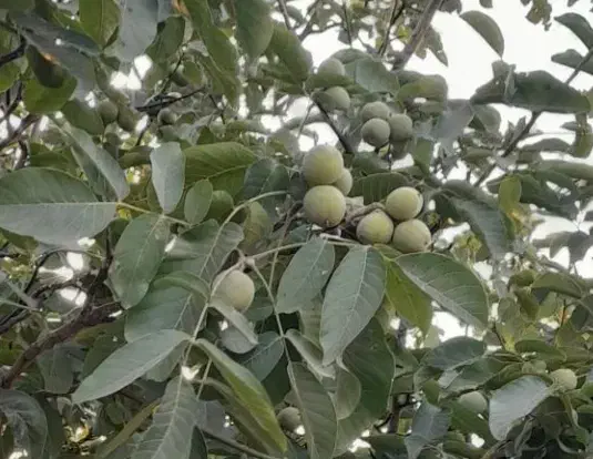 فروش باغ|فروش زمین و ملک کلنگی|قزوین, |دیوار
