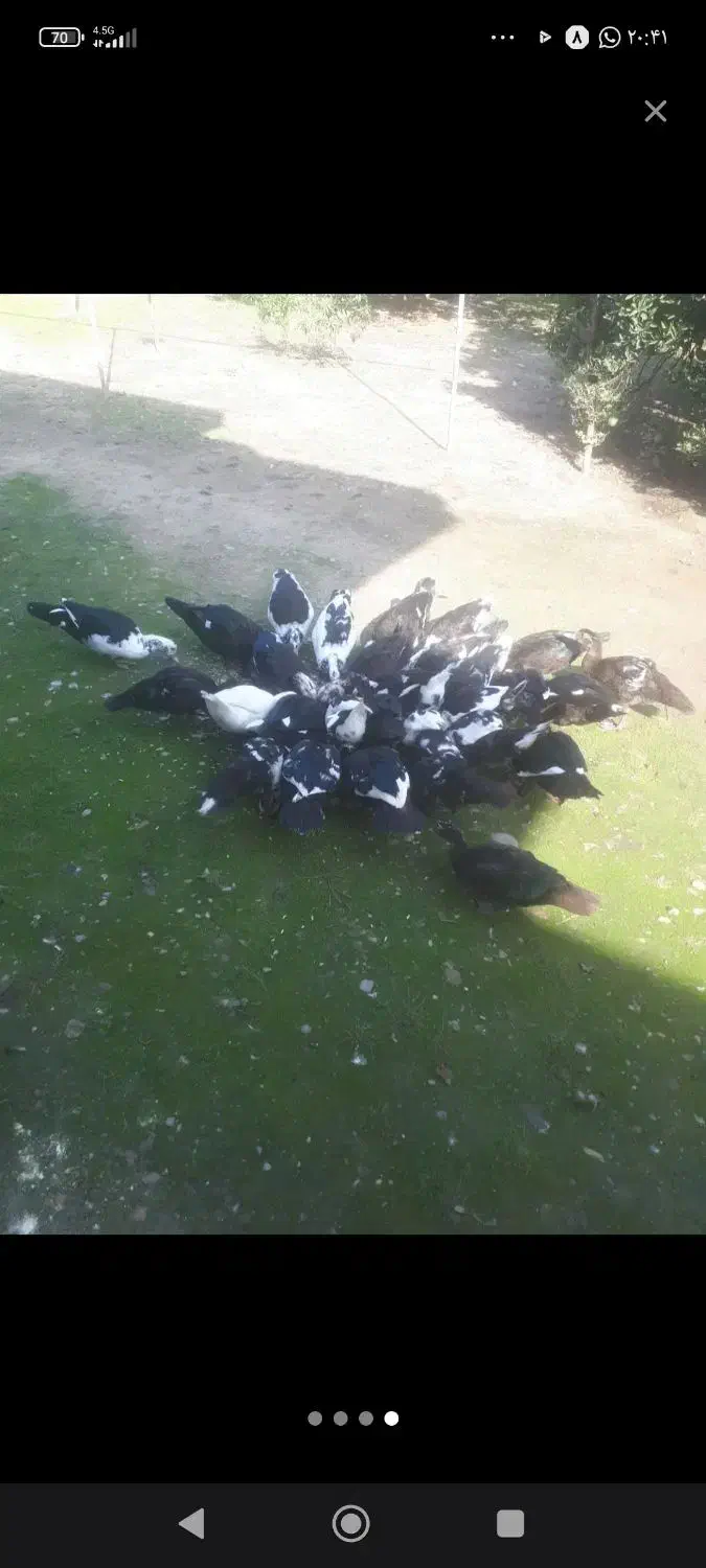 اردک اسراعیلی|حیوانات مزرعه|جلین, |دیوار