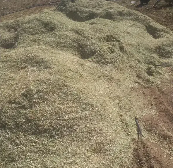 کاه لوبیا|لوازم جانبی حیوانات|کمیجان, |دیوار