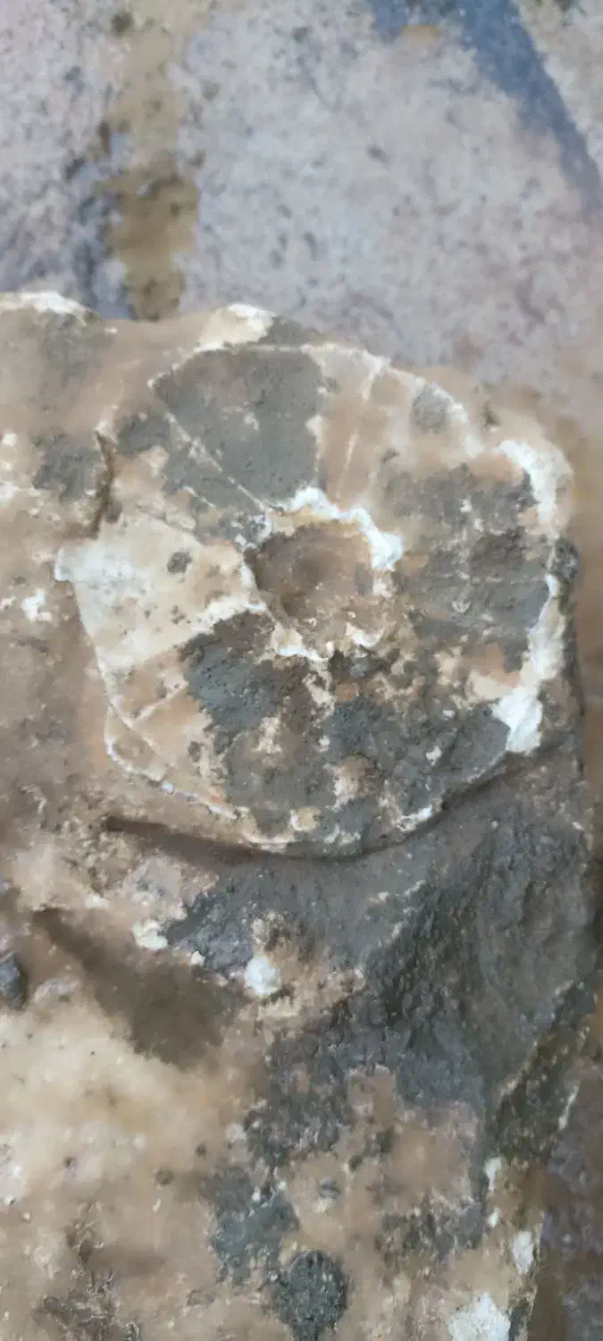 فسیل|کلکسیون و سرگرمی|لالجین, |دیوار