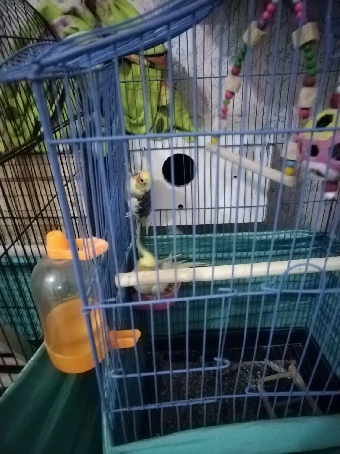 طوطی عروس یه جفت با تمام وسایل|پرنده|کرج, خرمدشت|دیوار