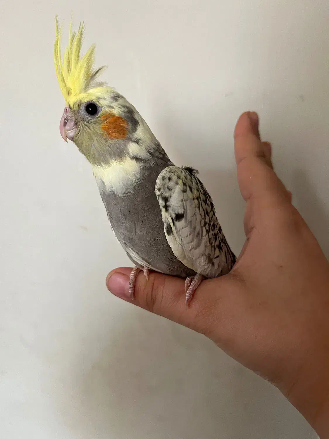 عروس هلندی|پرنده|یزد, |دیوار