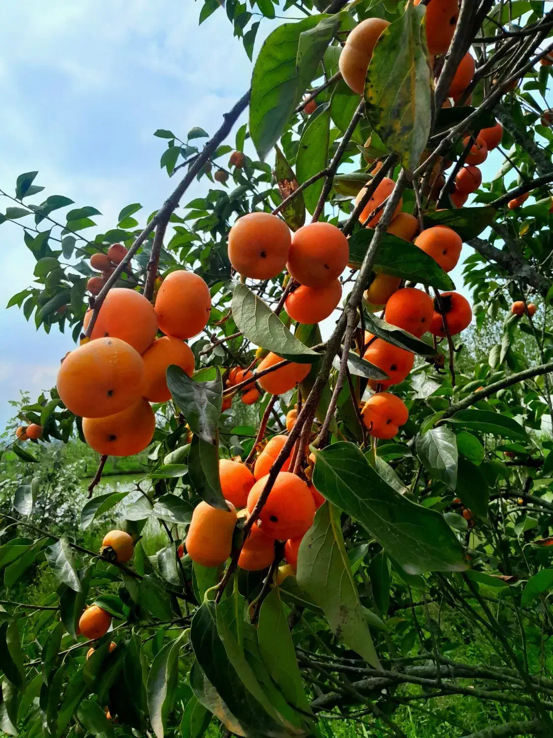 خرمالو تازه|خوردنی و آشامیدنی|رشت, سلیمانداراب|دیوار