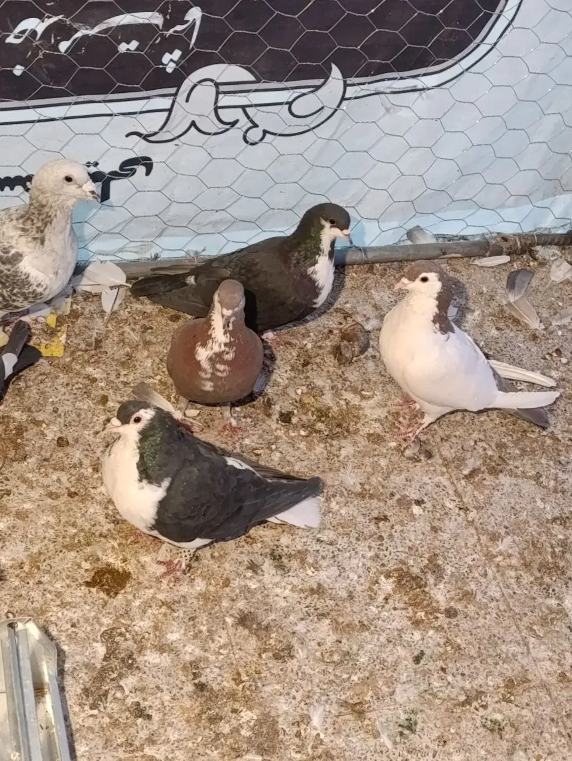 کفتر|پرنده|رفسنجان, |دیوار