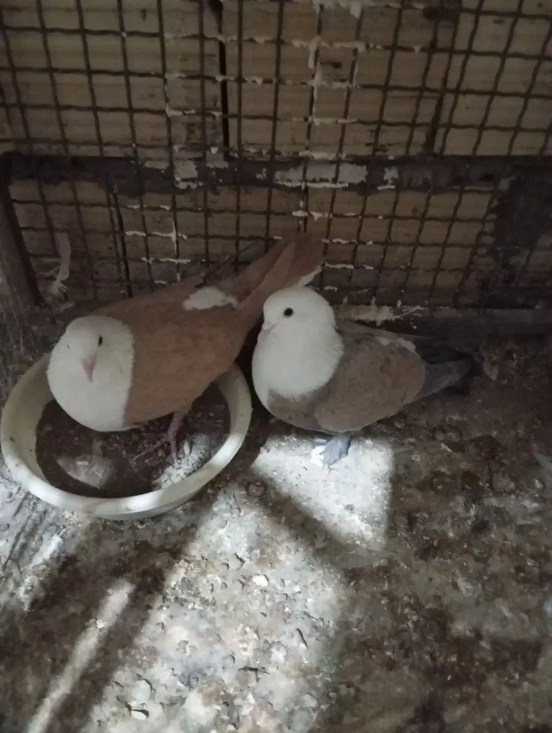 کفتر سرسفید|پرنده|سیرجان, |دیوار