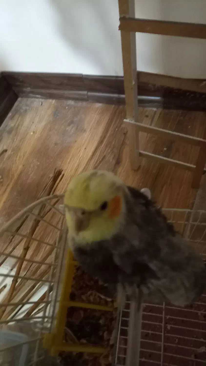 واگذاری عروس هلندی|پرنده|مبارکه, |دیوار