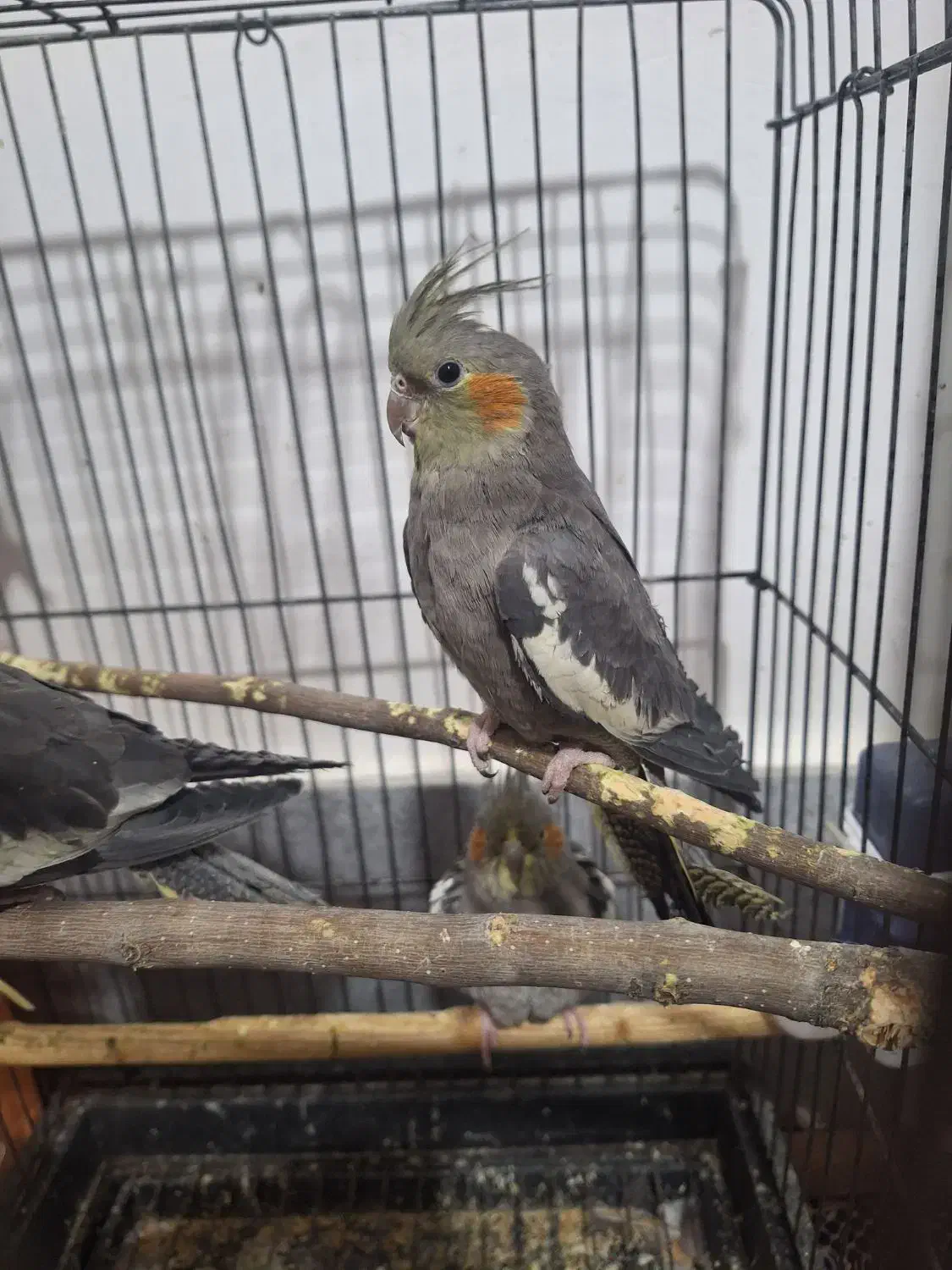 عروس هلندی|پرنده|قم, شهرک مهدیه (مدرس)|دیوار