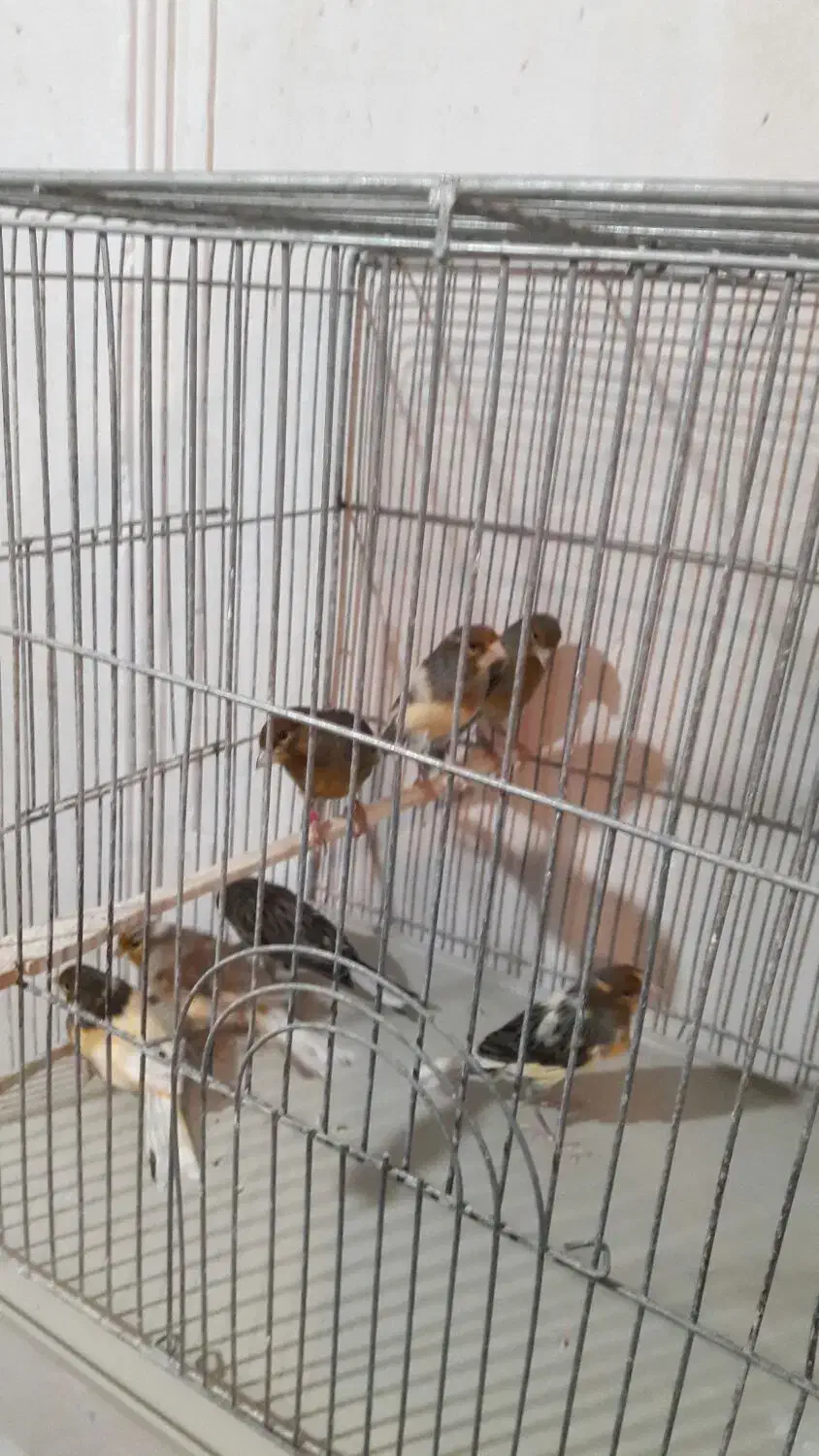 قناری نر شلاقی و مست (خوشرنگ)|پرنده|اصفهان, قلعه طبره|دیوار