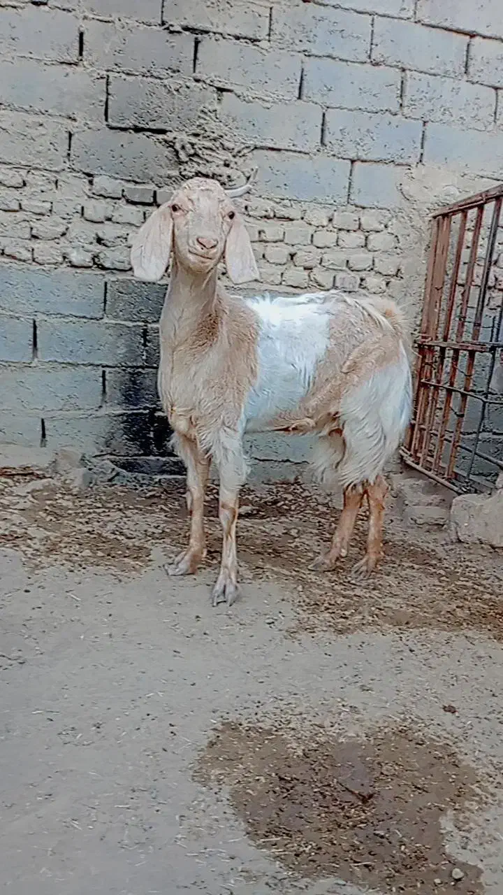 بز.|حیوانات مزرعه|زابل, |دیوار