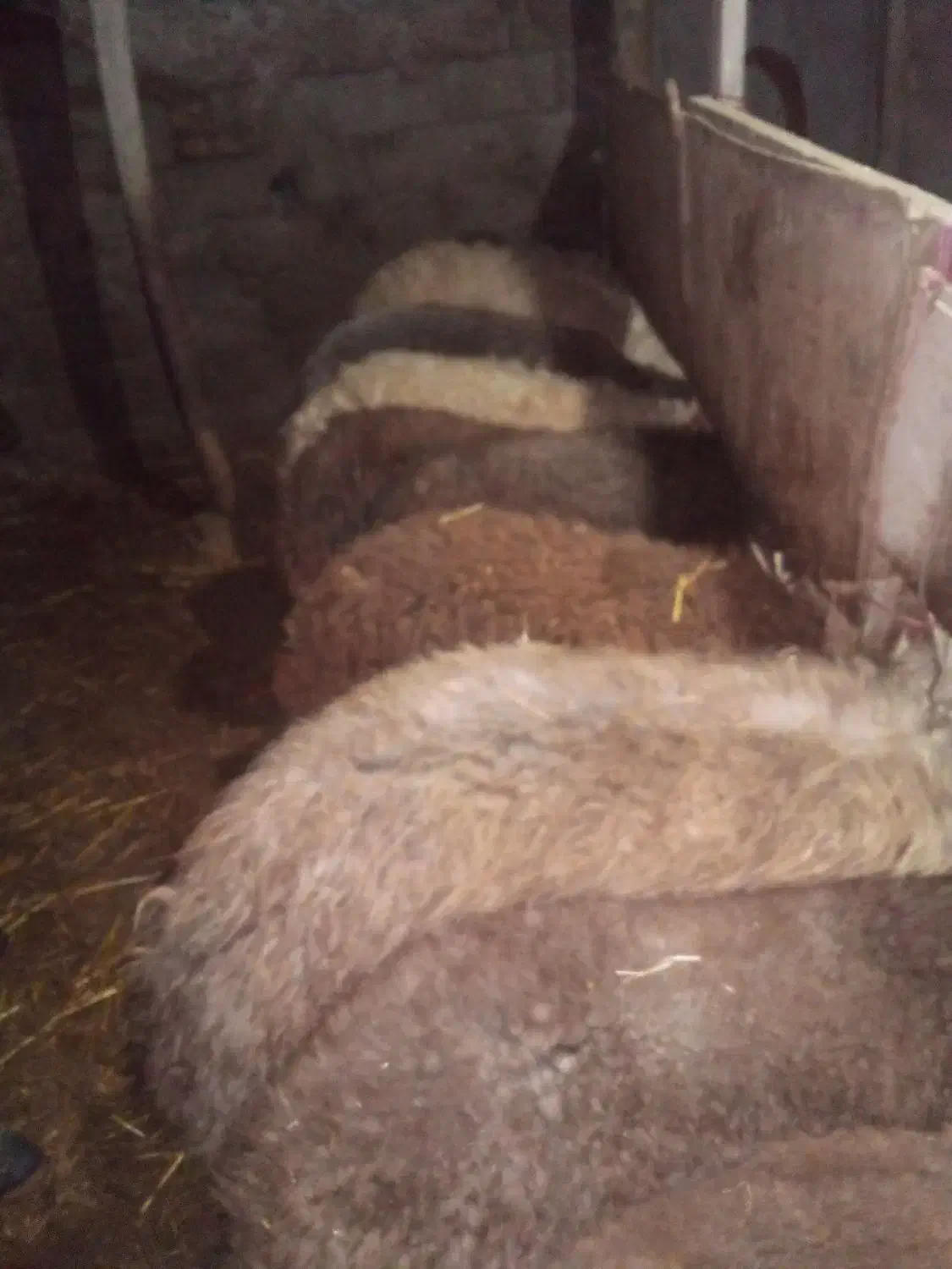 ۲۵ گوسفند آبستن و۱۰ بره نر|حیوانات مزرعه|اردبیل, |دیوار