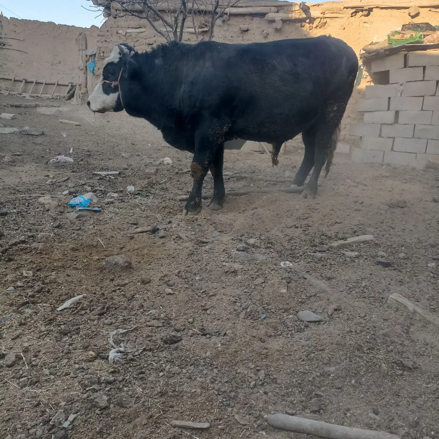 گاو نر کشتاری کیلویی 350|حیوانات مزرعه|باوله, |دیوار