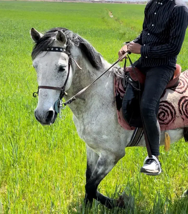 اسب پرشی|اسب و تجهیزات اسب‌سواری|قزوین, |دیوار