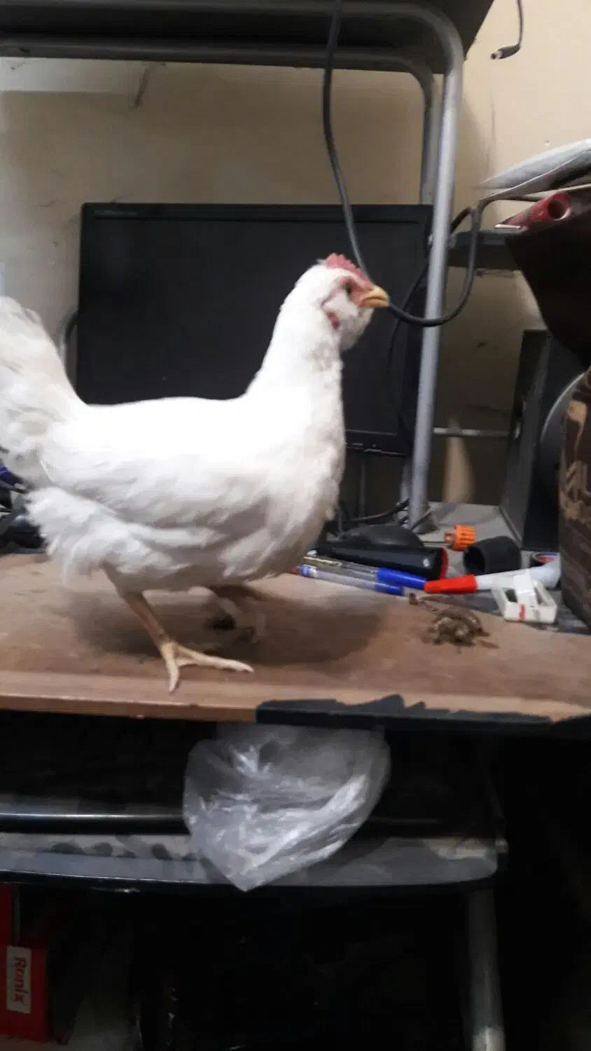 جوجه|حیوانات مزرعه|شوشتر, |دیوار