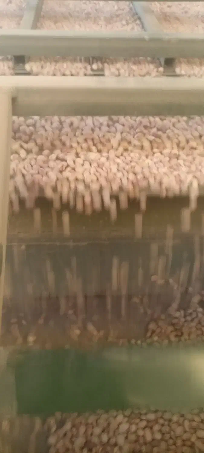 لوبیا چیتی بدون سرمازدگی امسال|خوردنی و آشامیدنی|الیگودرز, |دیوار