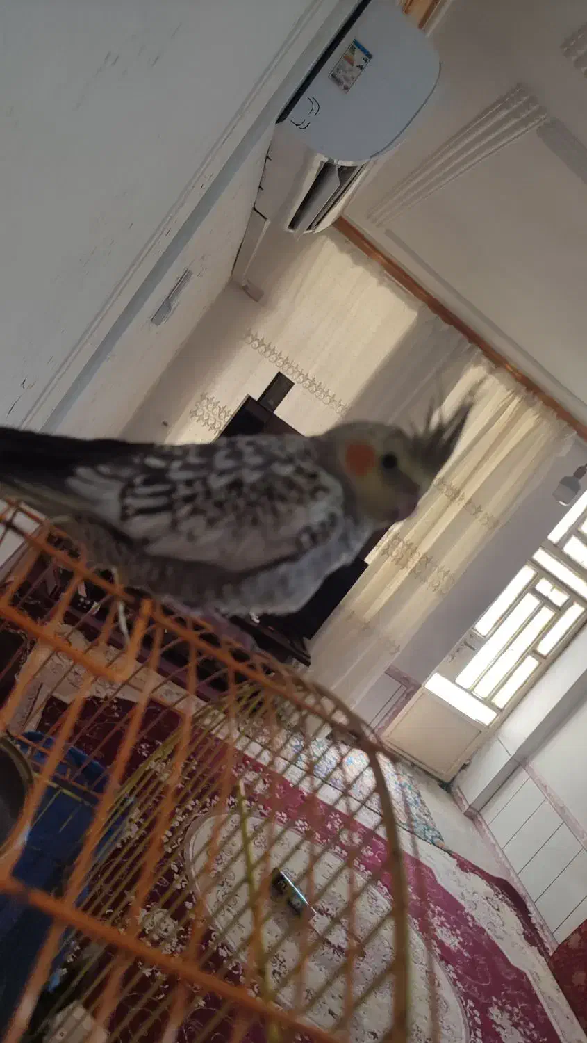 عرس هلندی ماده|پرنده|دره شهر, |دیوار