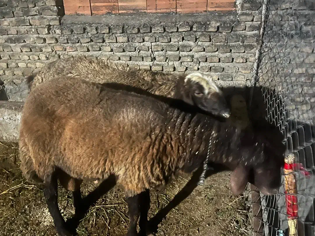 گوسفند نر تخمی|حیوانات مزرعه|ساری, |دیوار