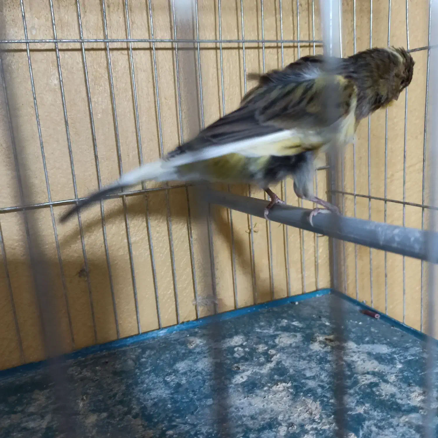 قناری رسمی بلند|پرنده|برازجان, |دیوار