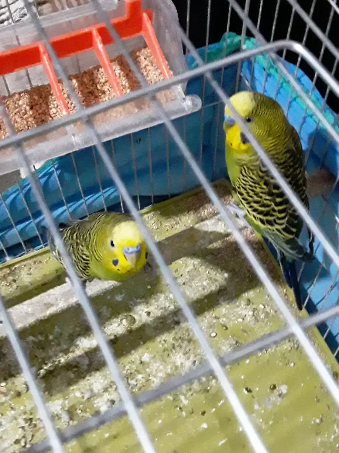 فروش دو عدد مرغ عشق فوری|پرنده|مرودشت, کوشک|دیوار