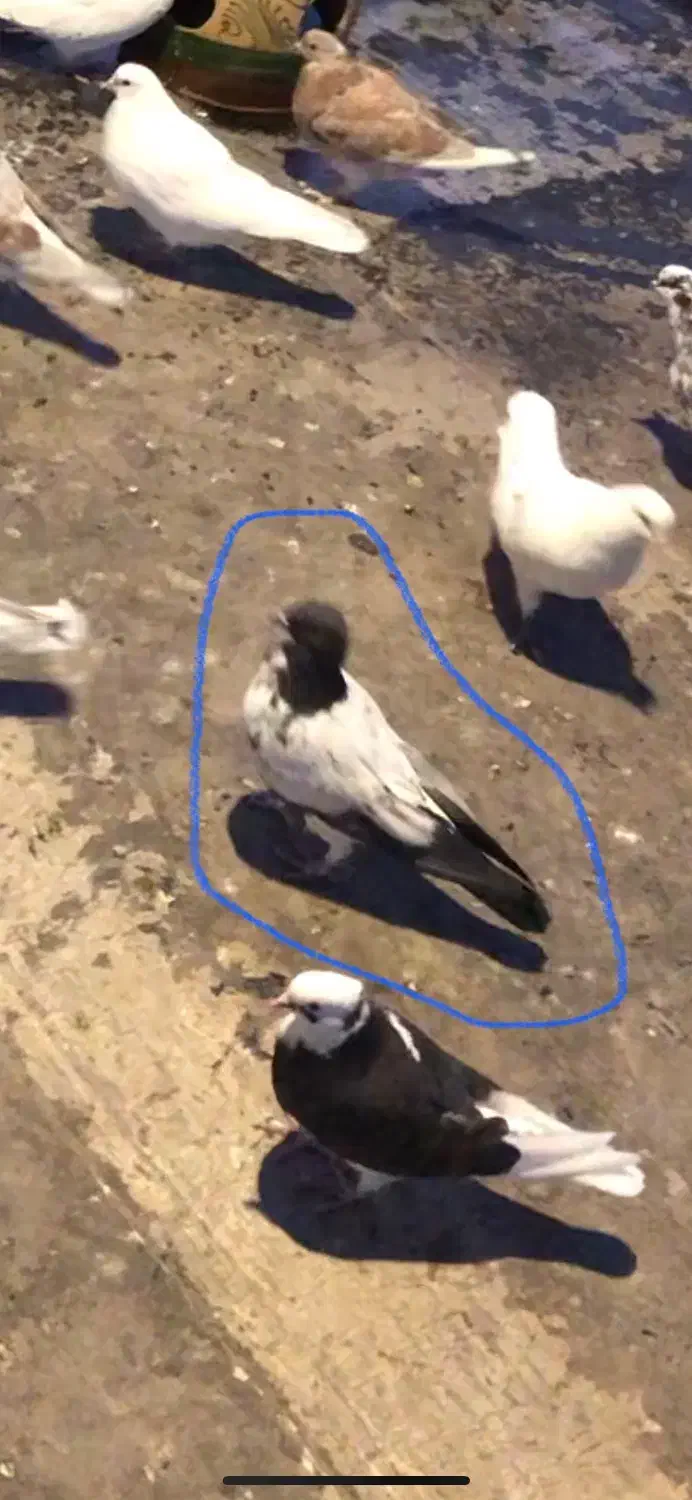 گم شده|حیوانات|رودهن, |دیوار