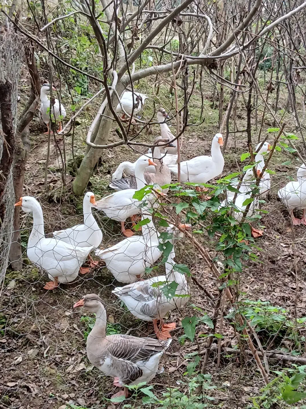 قوغاز نر ماده سالم سر حال|حیوانات مزرعه|ماکلوان, |دیوار
