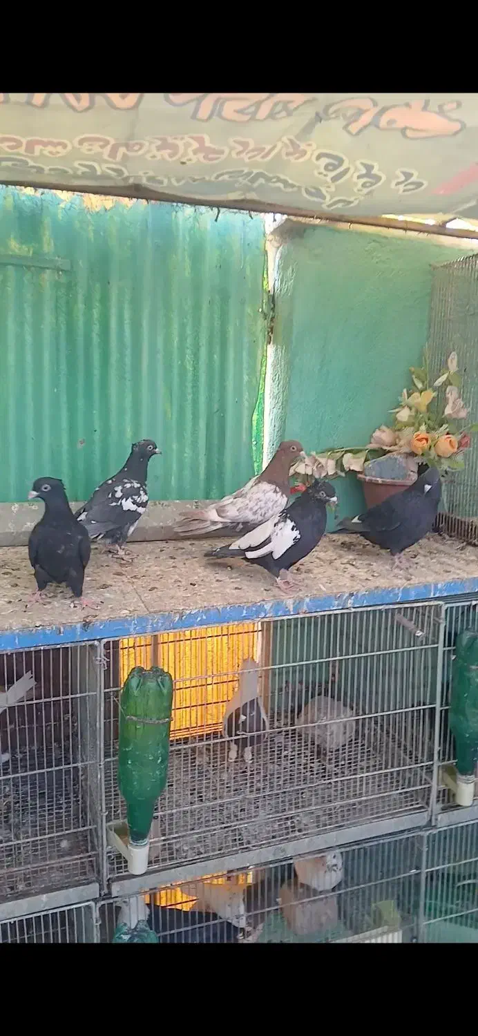 سینه سیاه|پرنده|تهران, امیریه|دیوار