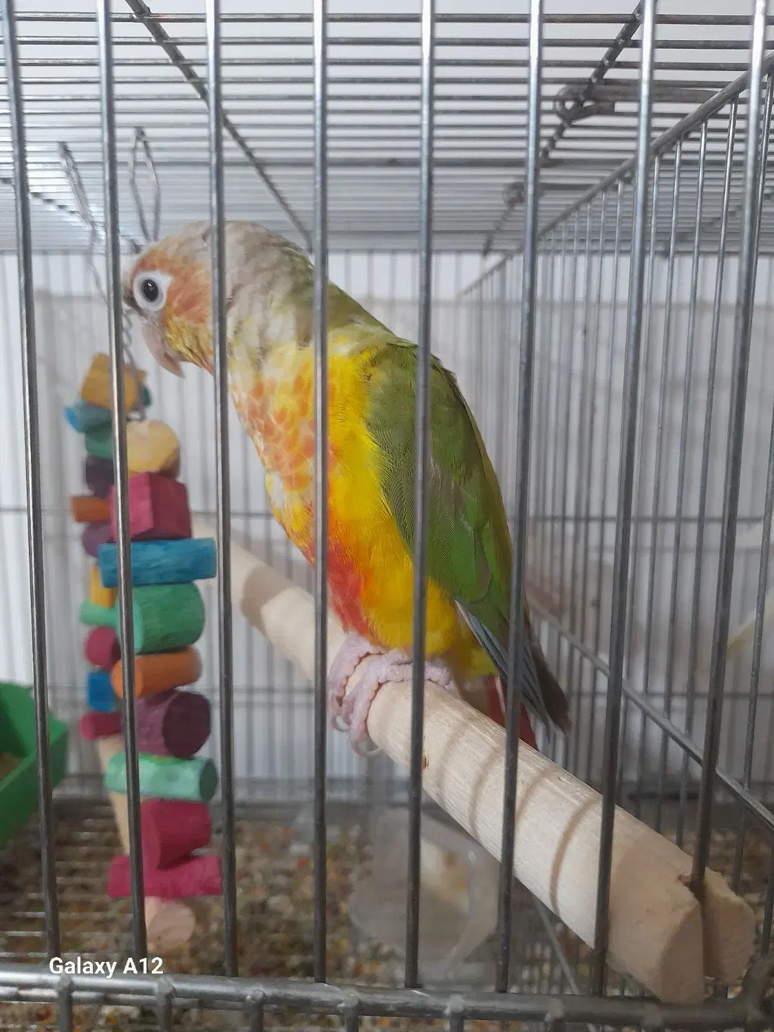 ماده گرینچیک|پرنده|آبادان, |دیوار