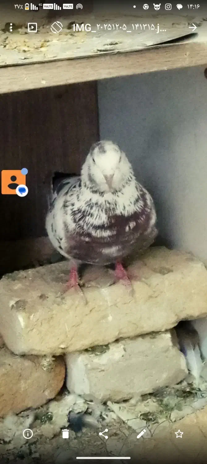 کفتر بسیار پرشی معاوضه با یک جفت شازده قرمز|پرنده|اسلام‌شهر, شاطره|دیوار