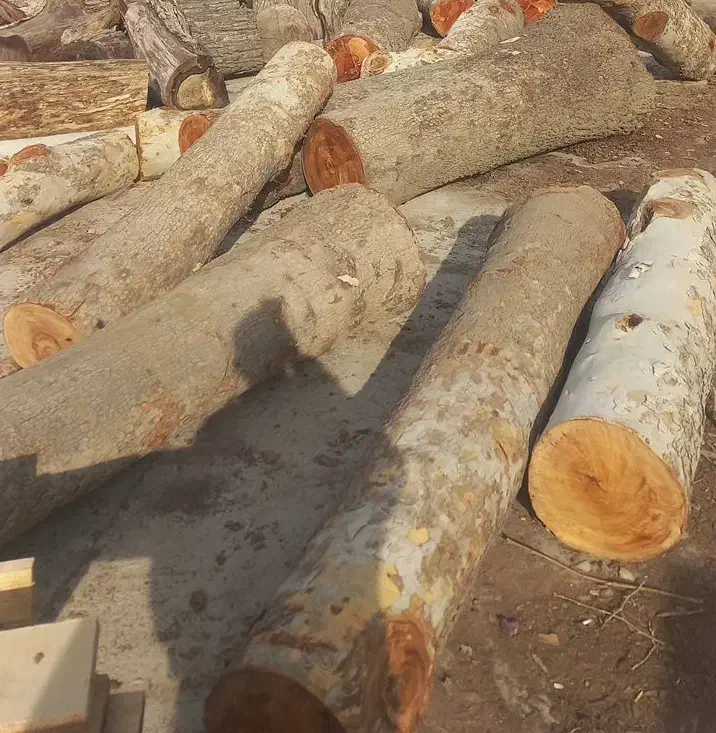 چوب چنار|عمده‌فروشی|گرمدره, |دیوار