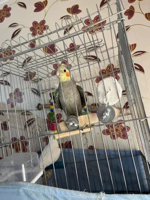 عروس هلندی|پرنده|محمدشهر, شهرک پیام (مهرالبرز)|دیوار