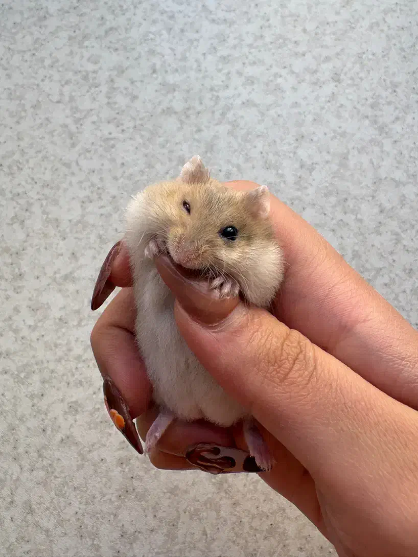 همستر کمپل یا روبروویسکی|موش و خرگوش|تهران, چهارصد دستگاه|دیوار