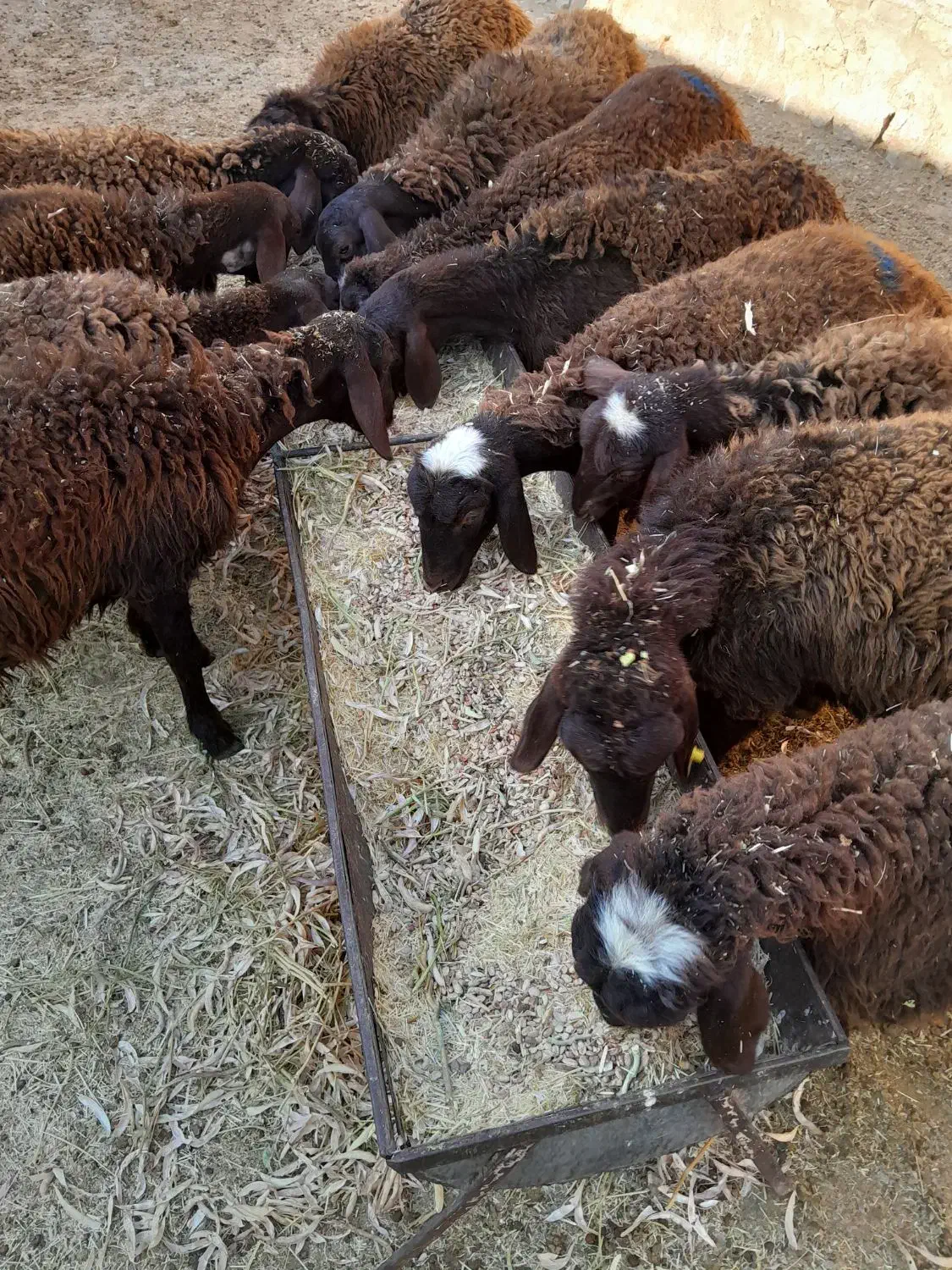 بره ماده|حیوانات مزرعه|بیرانوند, |دیوار