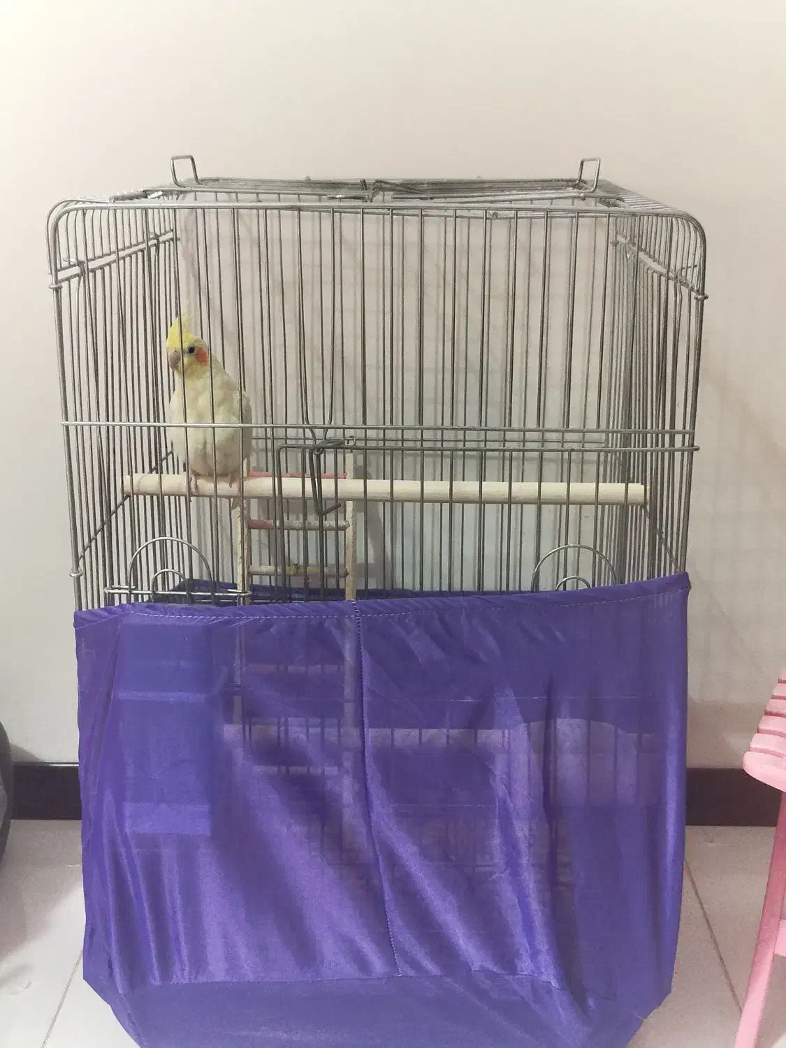 عروس هلندی ماده|پرنده|فردیس, منظریه|دیوار