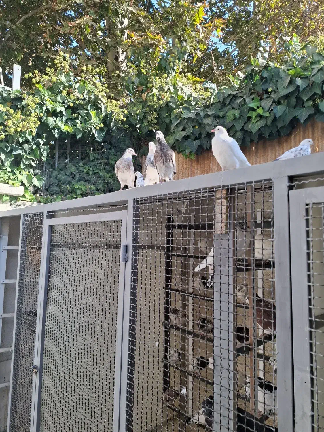 کبوتر گم شده|حیوانات|کرج, فاز ۵ مهرشهر|دیوار