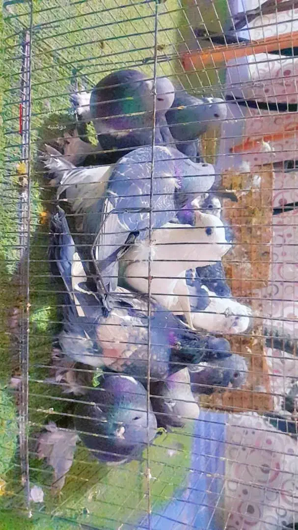 کفتر|پرنده|دهدشت, |دیوار