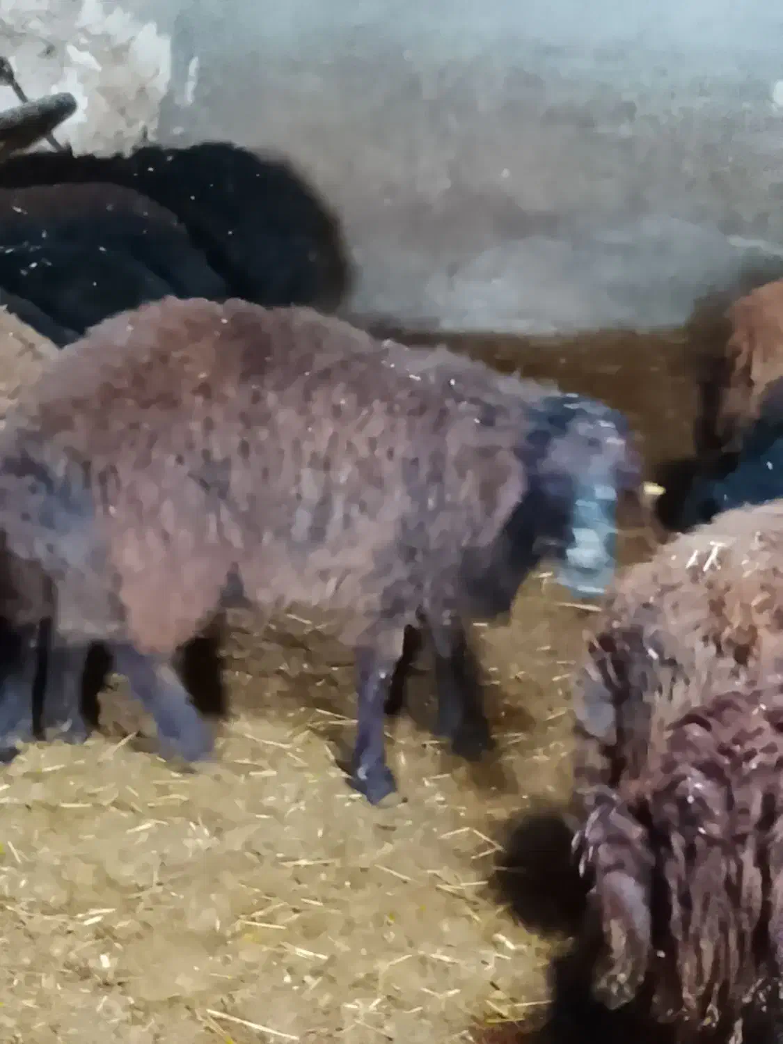 قوچ همو|حیوانات مزرعه|سلطانیه, |دیوار