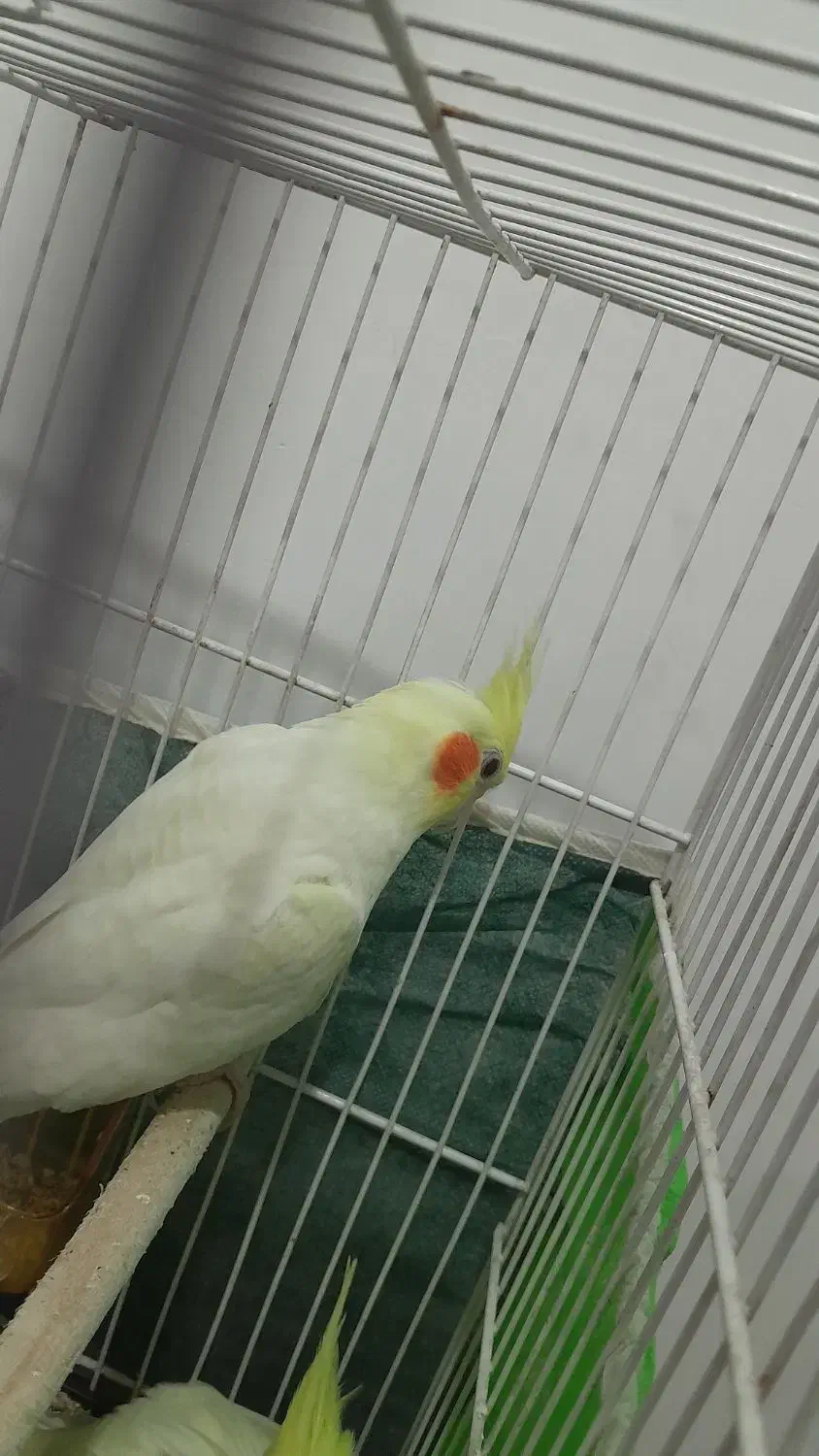 جوجه عروس لوتینو چش شرابی|پرنده|مشهد, ابوذر|دیوار