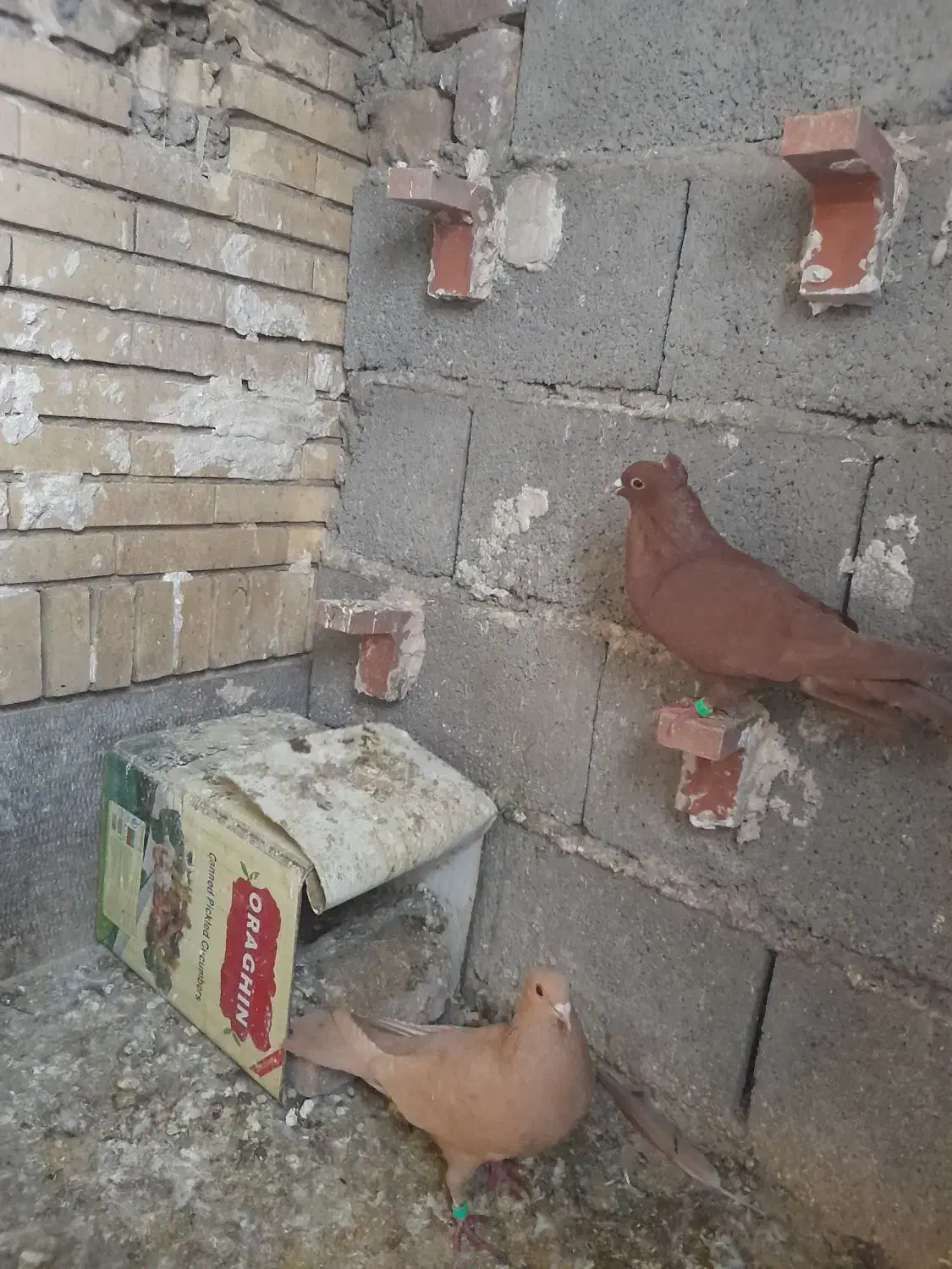 زرد گلی|پرنده|ماهان, |دیوار