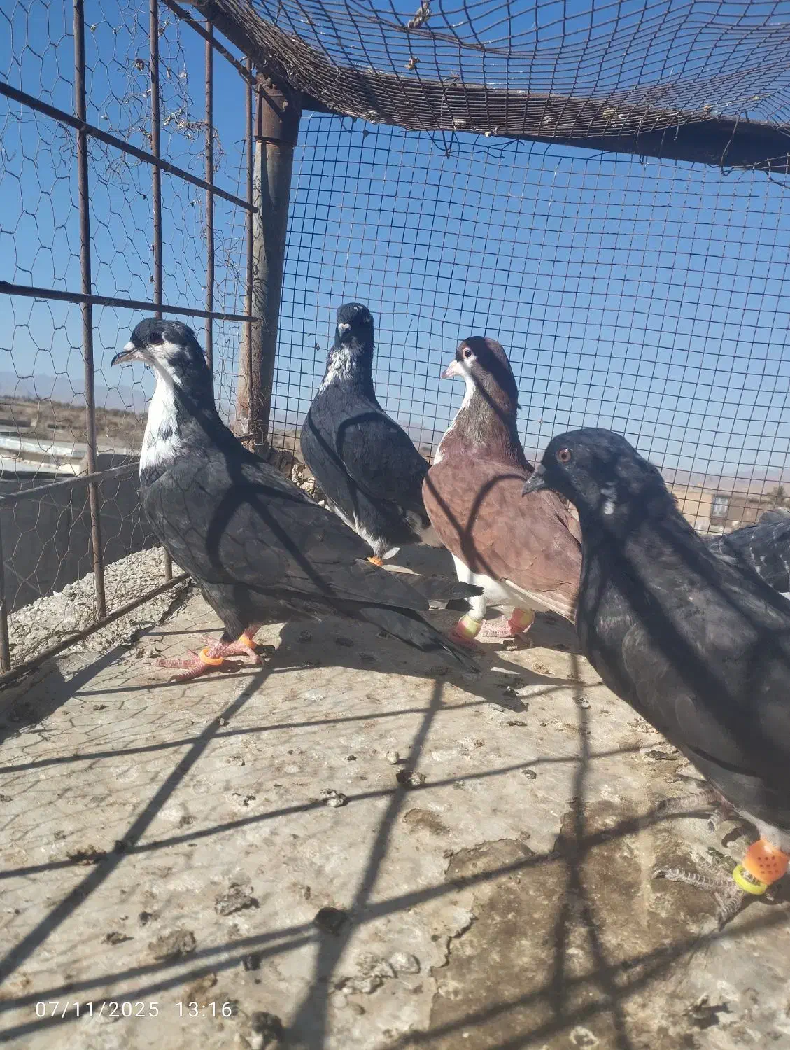 کفتر یا کبوتر دم سفید کرباتی ساده|پرنده|تربتحیدریه, بالا ولایت|دیوار