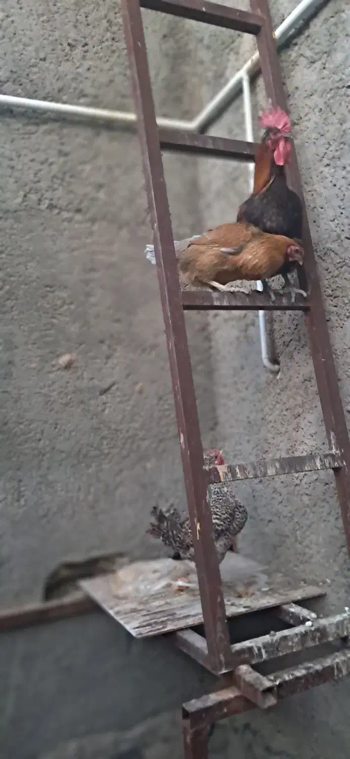 دوعدد مرغ اصیل محلی بایک عدد خروس محلی اصیل|حیوانات مزرعه|بم, |دیوار